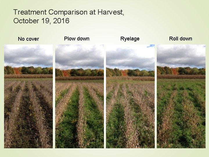 Treatment Comparison at Harvest, October 19, 2016 No cover Plow down Ryelage Roll down