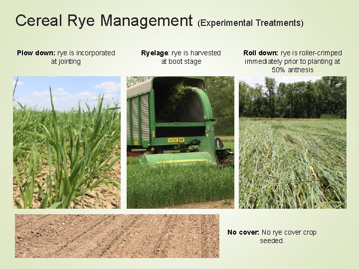 Cereal Rye Management (Experimental Treatments) Plow down: rye is incorporated at jointing Ryelage: rye