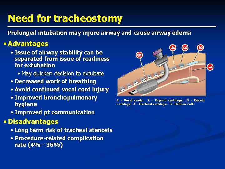 Need for tracheostomy Prolonged intubation may injure airway and cause airway edema • Advantages