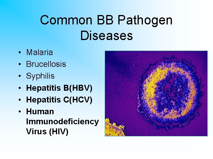 Common BB Pathogen Diseases • • • Malaria Brucellosis Syphilis Hepatitis B(HBV) Hepatitis C(HCV)