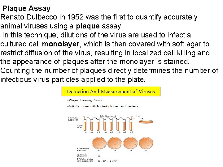 Plaque Assay Renato Dulbecco in 1952 was the first to quantify accurately animal viruses