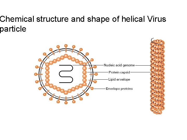 Chemical structure and shape of helical Virus particle 