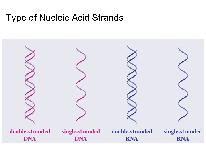 Type of Nucleic Acid Strands 