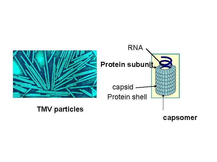 RNA Protein subunit capsid Protein shell TMV particles capsomer 