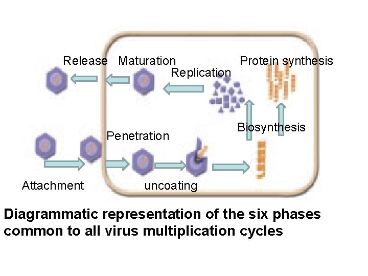 Release Maturation Protein synthesis Replication Penetration Attachment Biosynthesis uncoating Diagrammatic representation of the six