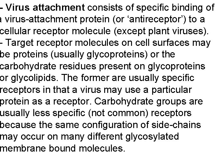 - Virus attachment consists of specific binding of a virus-attachment protein (or ‘antireceptor’) to