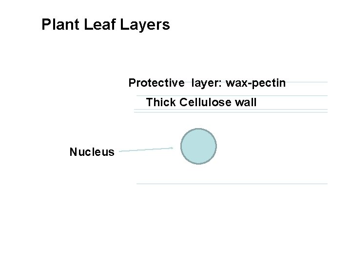 Plant Leaf Layers Protective layer: wax-pectin Thick Cellulose wall Nucleus 