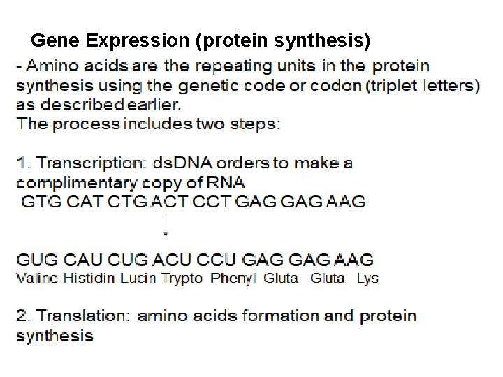 Gene Expression (protein synthesis) 