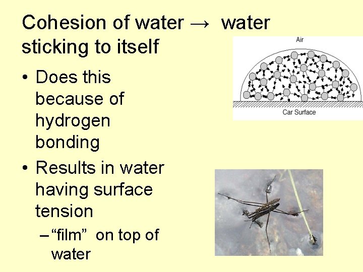 Cohesion of water → water sticking to itself • Does this because of hydrogen