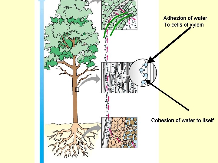 Adhesion of water To cells of xylem Cohesion of water to itself 