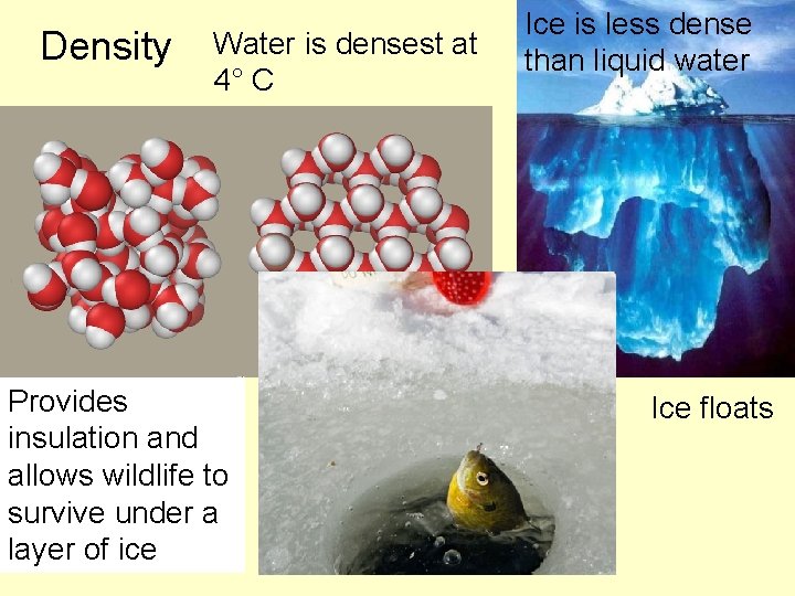Density Water is densest at 4° C Provides insulation and allows wildlife to survive