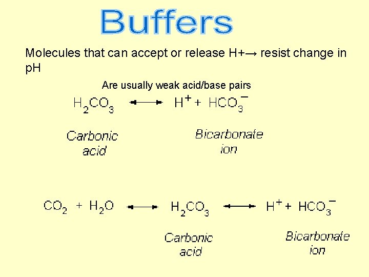 Molecules that can accept or release H+→ resist change in p. H Are usually