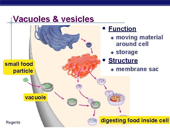 Vacuoles & vesicles § Function moving material around cell u storage u small food