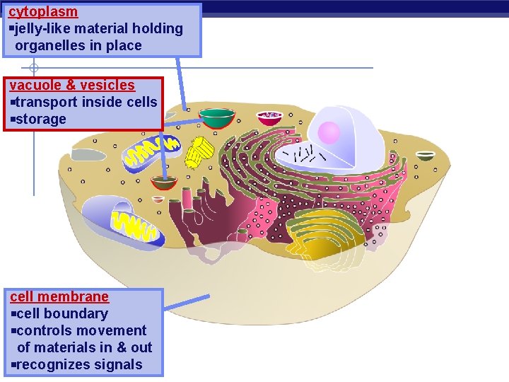 cytoplasm jelly-like material holding organelles in place vacuole & vesicles transport inside cells storage