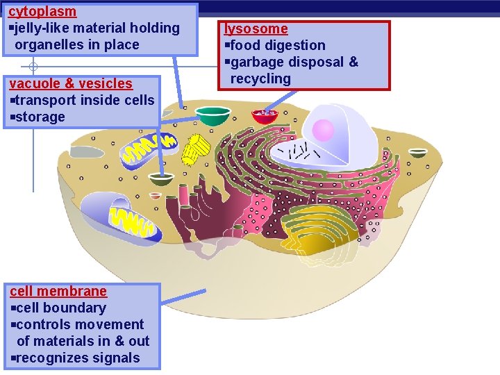cytoplasm jelly-like material holding organelles in place vacuole & vesicles transport inside cells storage