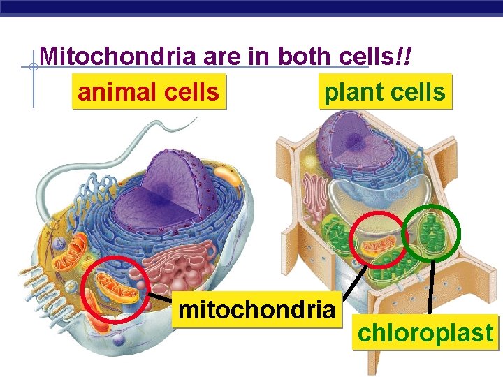 Mitochondria are in both cells!! animal cells plant cells mitochondria Regents Biology chloroplast 