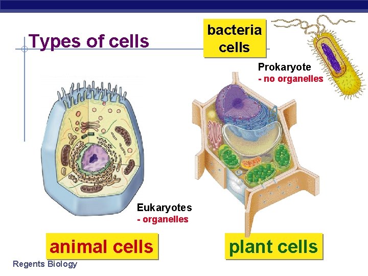 Types of cells bacteria cells Prokaryote - no organelles Eukaryotes - organelles animal cells