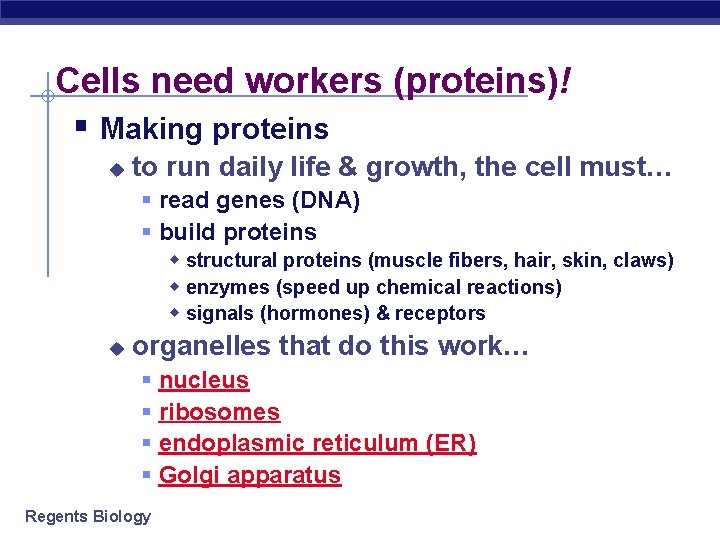 Cells need workers (proteins)! § Making proteins u to run daily life & growth,