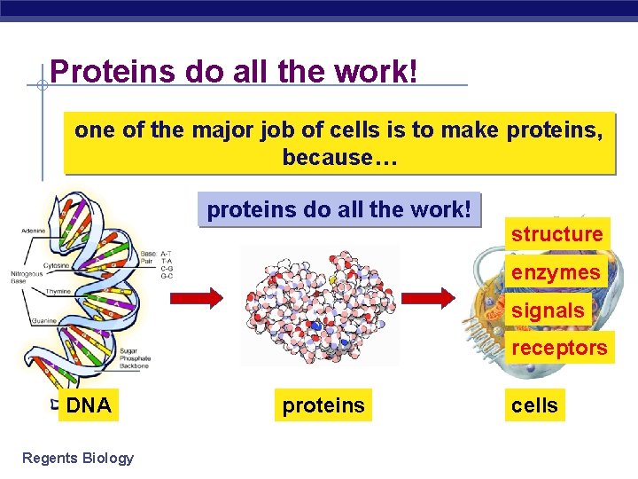 Proteins do all the work! one of the major job of cells is to