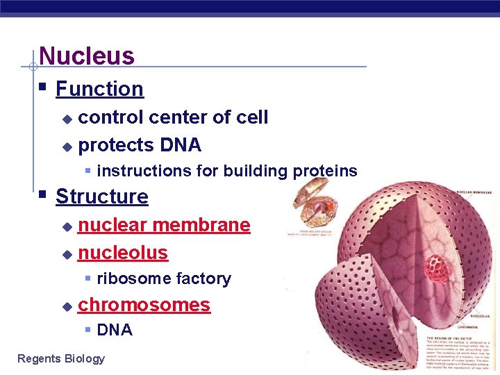 Nucleus § Function control center of cell u protects DNA u § instructions for