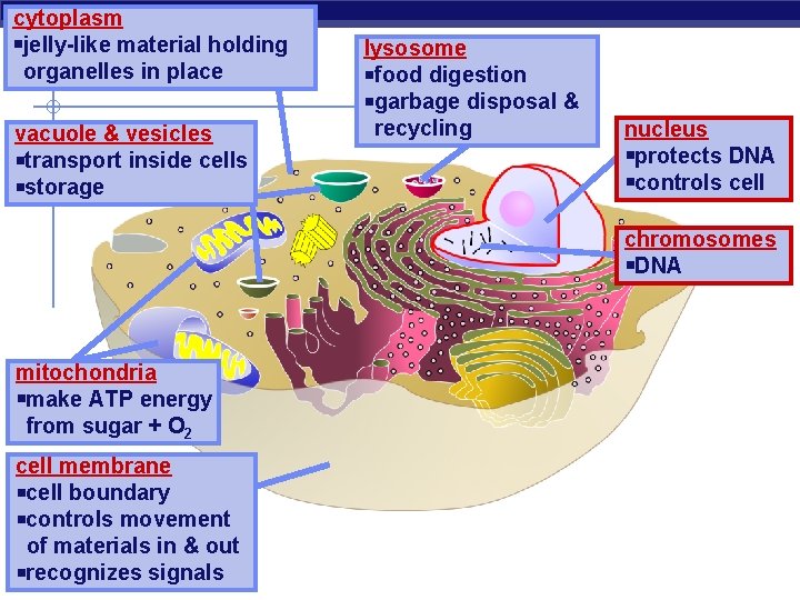 cytoplasm jelly-like material holding organelles in place vacuole & vesicles transport inside cells storage