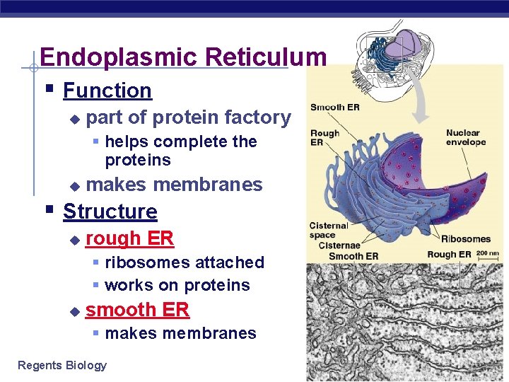 Endoplasmic Reticulum § Function u part of protein factory § helps complete the proteins