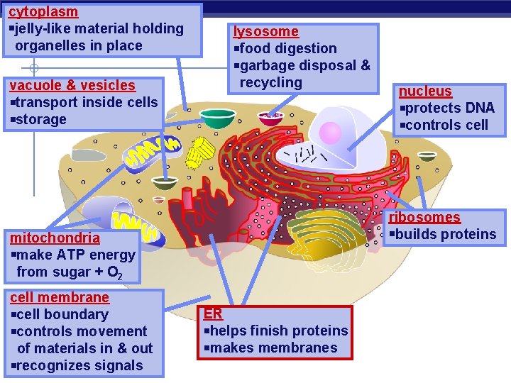 cytoplasm jelly-like material holding organelles in place vacuole & vesicles transport inside cells storage