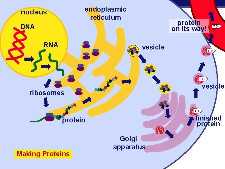 endoplasmic reticulum nucleus protein on its way! DNA RNA vesicle TO: vesicle ribosomes TO: