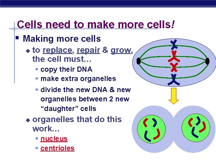 Cells need to make more cells! § Making more cells u to replace, repair