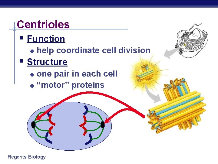 Centrioles § Function u help coordinate cell division § Structure one pair in each