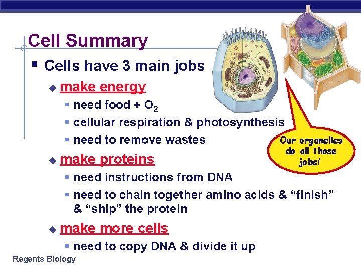Cell Summary § Cells have 3 main jobs u make energy § need food