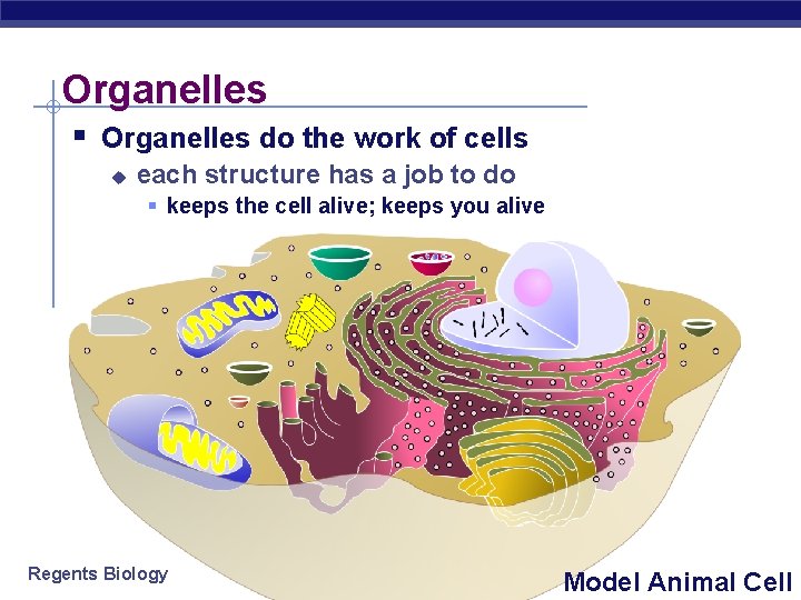 Organelles § Organelles do the work of cells u each structure has a job