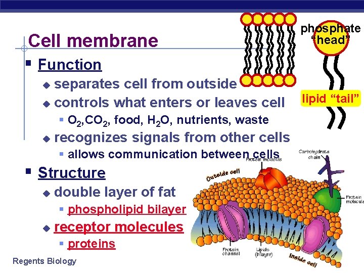 Cell membrane § Function separates cell from outside u controls what enters or leaves