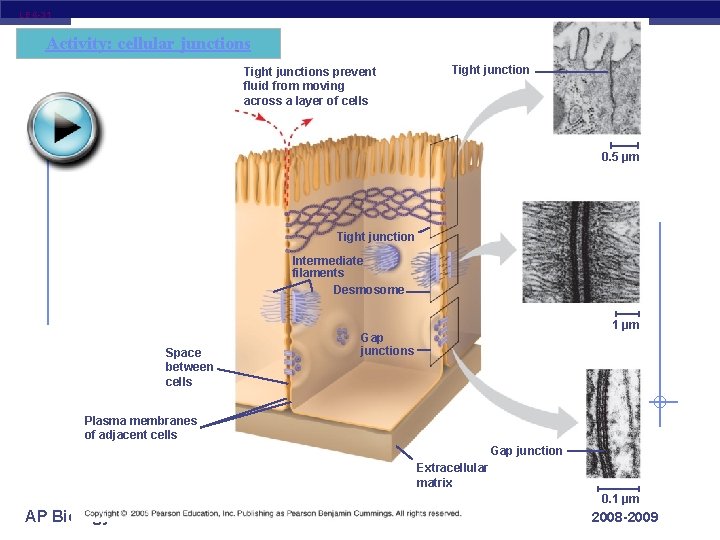 LE 6 -31 Activity: cellular junctions Tight junctions prevent fluid from moving across a