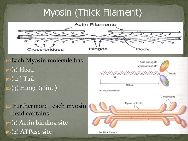 Myosin (Thick Filament) Each Myosin molecule has (1) Head ( 2 ) Tail (3)