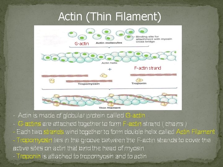 Actin (Thin Filament) G-actin F-actin strand - Actin is made of globular protein callled