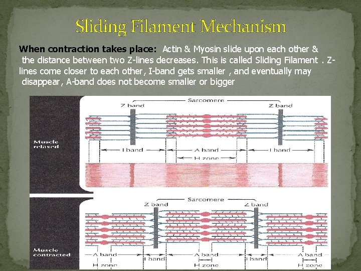 Sliding Filament Mechanism When contraction takes place: Actin & Myosin slide upon each other