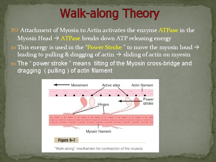 Walk-along Theory Attachment of Myosin to Actin activates the enzyme ATPase in the Myosin