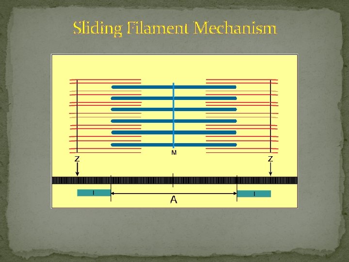 Sliding Filament Mechanism 