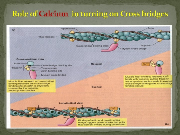 Role of Calcium in turning on Cross bridges 