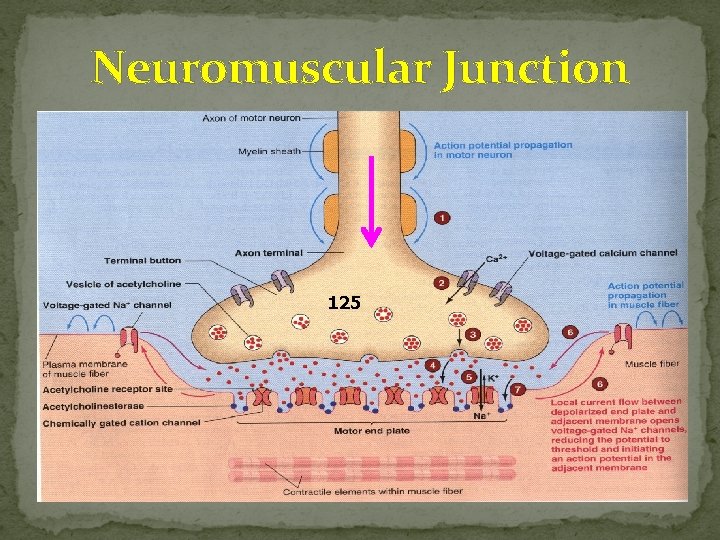 Neuromuscular Junction 125 