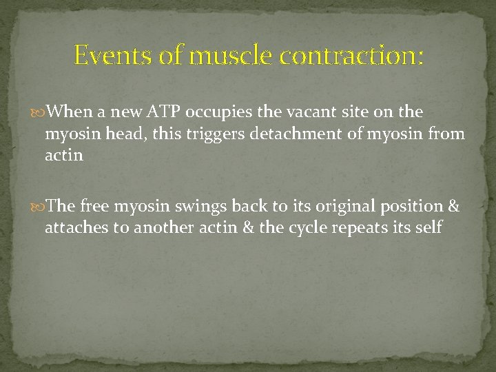 Events of muscle contraction: When a new ATP occupies the vacant site on the