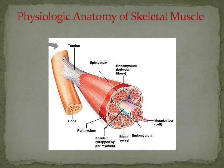 Physiologic Anatomy of Skeletal Muscle 