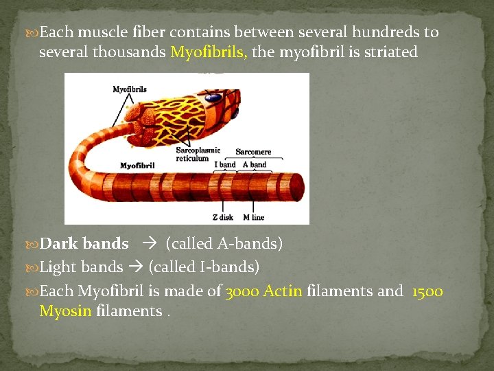  Each muscle fiber contains between several hundreds to several thousands Myofibrils, the myofibril