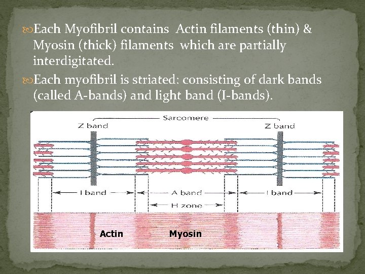  Each Myofibril contains Actin filaments (thin) & Myosin (thick) filaments which are partially