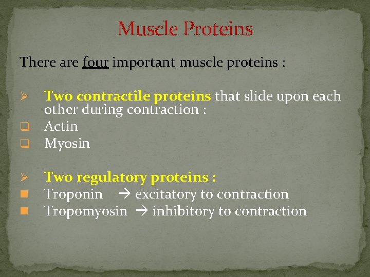 Muscle Proteins There are four important muscle proteins : Two contractile proteins that slide