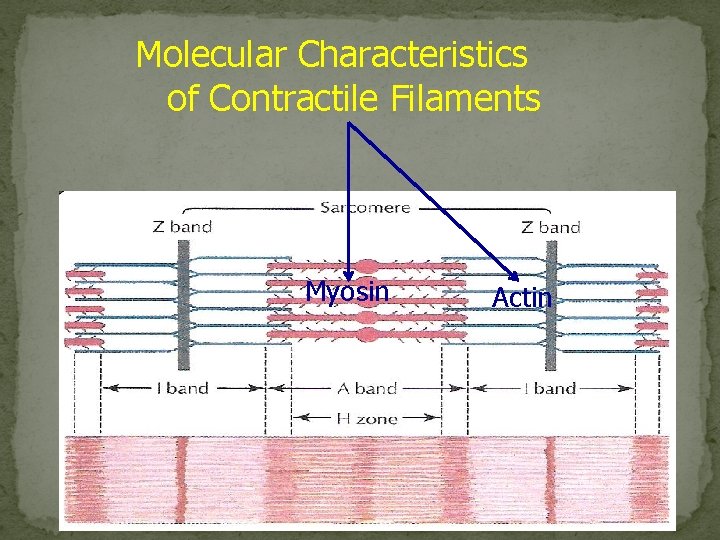 Molecular Characteristics of Contractile Filaments Myosin Actin 