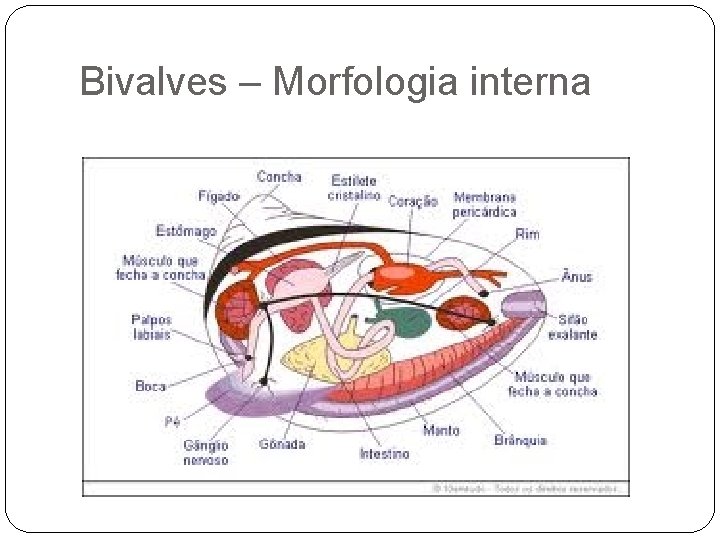 Bivalves – Morfologia interna 