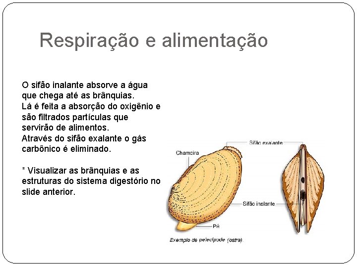 Respiração e alimentação O sifão inalante absorve a água que chega até as brânquias.