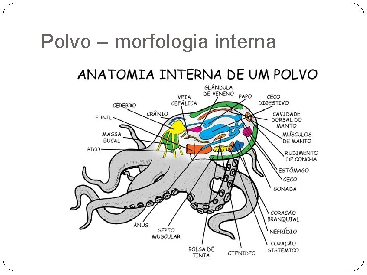 Polvo – morfologia interna 